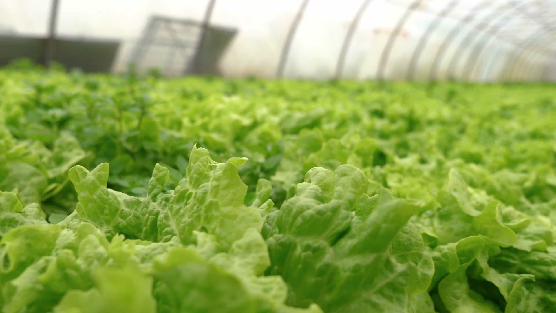 Bharat Bhavan thumbnail 3